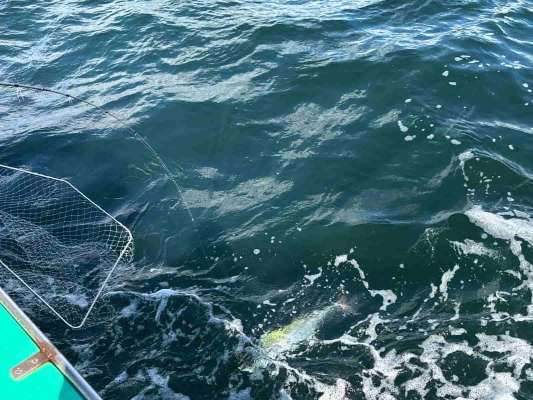 タモに入るまで気が抜けない！ ©釣りビジョン