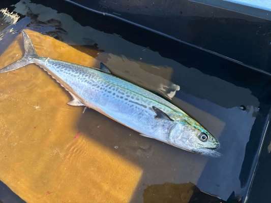 投げて巻く手軽さと奥深さに加え、その味覚も魅力だ。 ©釣りビジョン