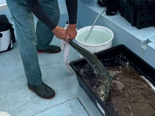 船長がスポンジ敷きの生け簀で脳締めと血抜きをしてくれる。 ©釣りビジョン