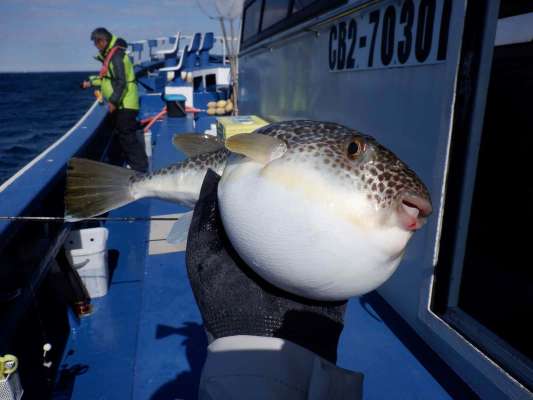 ターゲットのショウサイフグ。愛嬌のある顔でにっこり（笑）。 ©釣りビジョン
