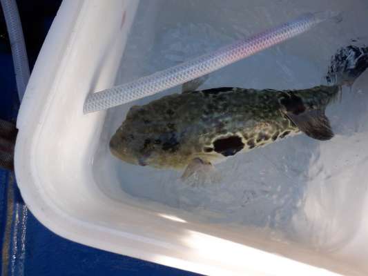 時たまトラフグが交じる！この個体は1.5kg前後！ ©釣りビジョン