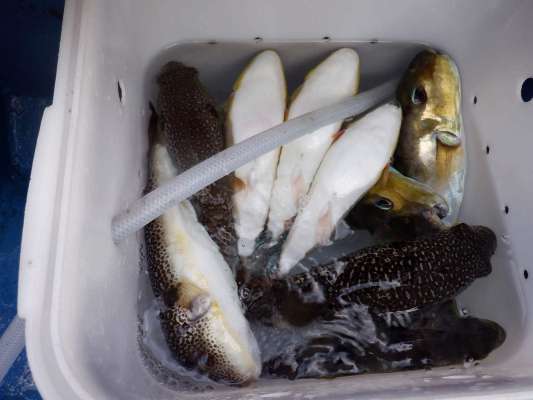 釣果は良型主体！海水桶に魚を入れて活かしておく。 ©釣りビジョン