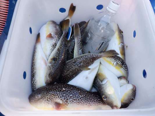 桶の海水を抜くと船長がペットボトル氷と番号札を入れてくれる。 ©釣りビジョン