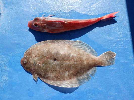 ゲストのホウボウとガンゾウビラメはムニエルで頂いた。 ©釣りビジョン