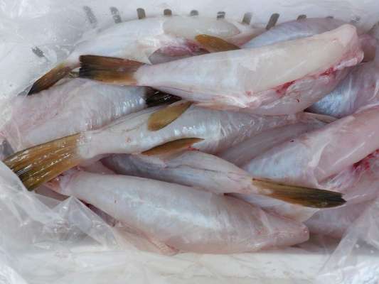 帰港後はふぐ処理師免許を持つスタッフが捌いてくれる。 ©釣りビジョン