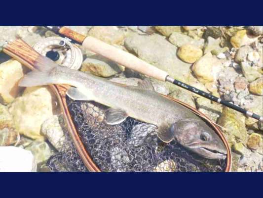 イワナの発達した風貌は正に北アルプスと言わんばかりである。35.5cmだがこの後更に巨大なヌシが現れる。©釣りビジョン