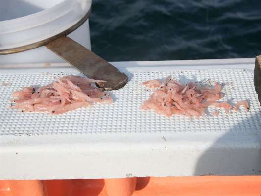 アジ釣りでは、付けエサを砕いて使用。 ©釣りビジョン