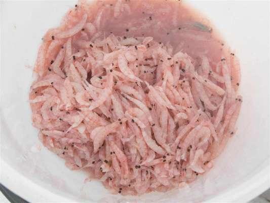 船宿で用意されたオキアミエサ。 ©釣りビジョン