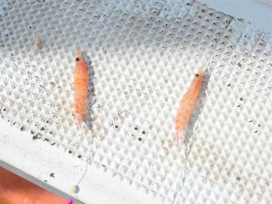 付けエサは通し刺し。 ©釣りビジョン