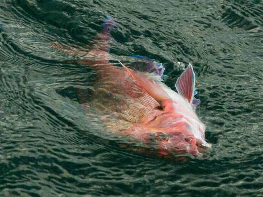 マダイだ。 ©釣りビジョン