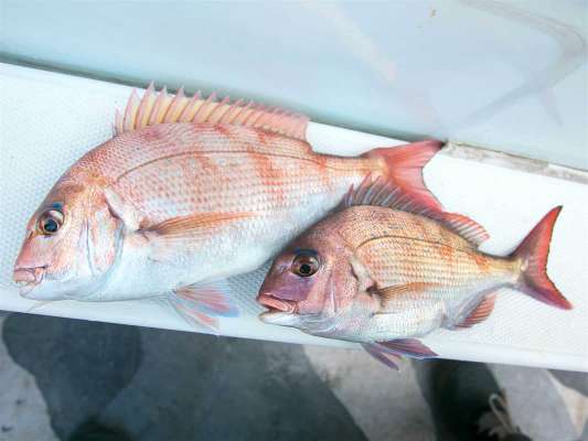 マダイの反応がかなり出ていたとのこと。 ©釣りビジョン