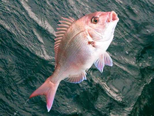 再びマダイがヒット。 ©釣りビジョン