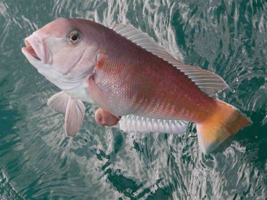 良型シロアマダイ浮上。 ©釣りビジョン