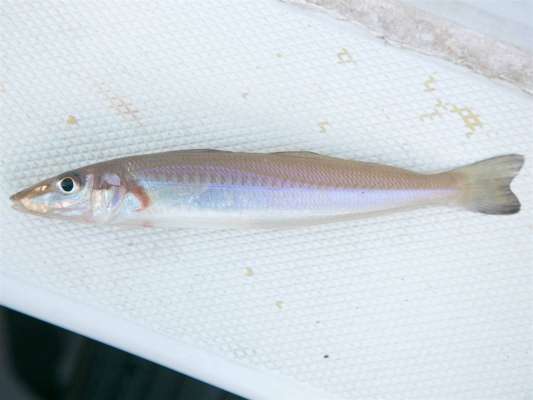 シロギスも登場。 ©釣りビジョン