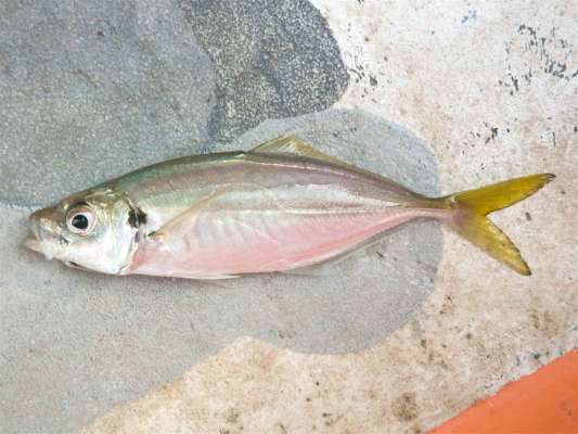 幅広の良いマアジだ。 ©釣りビジョン