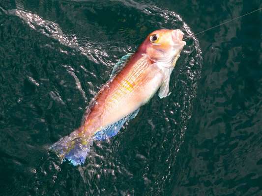 今度はアカアマダイ。 ©釣りビジョン