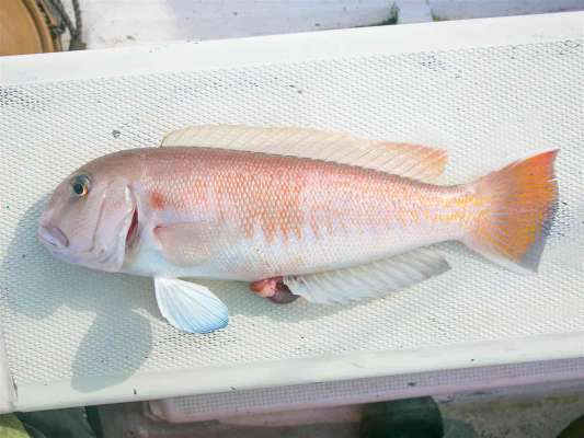 こちらがシロアマダイ。尾鰭や目の周りに違いが見られる。 ©釣りビジョン