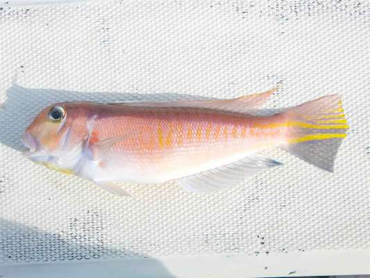 こちらはアカアマダイ。 ©釣りビジョン