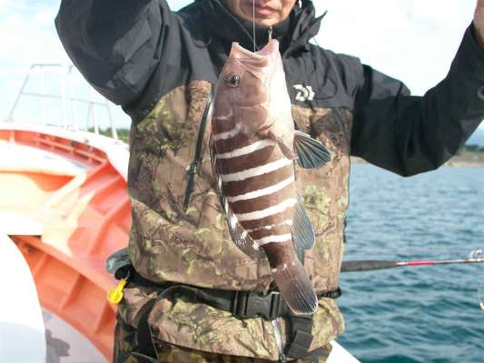 マハタも高級魚。 ©釣りビジョン