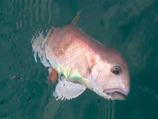 「おおおっ」と歓声が。 ©釣りビジョン