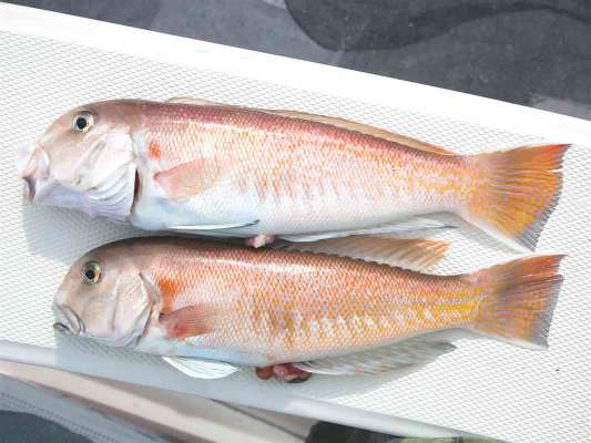 最高の一日でした。 ©釣りビジョン