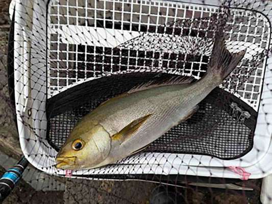 40cmアップの腹パンイサキは釣り味満点！ ©釣りビジョン