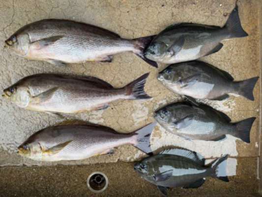 本命の尾長は届かなかったが45cmジャンボイサキに少し安心。 ©釣りビジョン