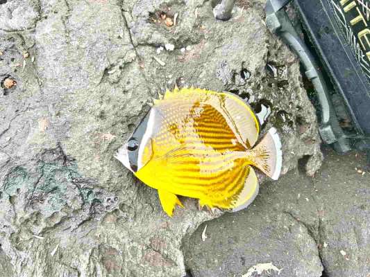 足元はチョウチョウウオの群れが元気にエサをついばんだ。 ©釣りビジョン