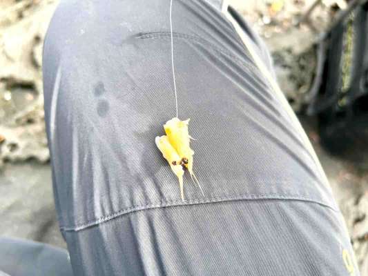 ボイルオキアミの頭2つ掛けが功を奏した ©釣りビジョン