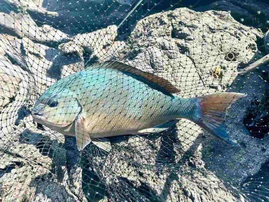 そのタイミングで姿を現した42cmの美しいオナガ！ ©釣りビジョン