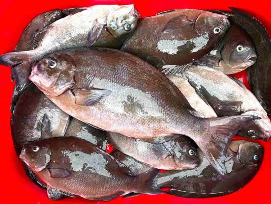 この日の釣果。中型サイズが多く釣れた。 ©釣りビジョン