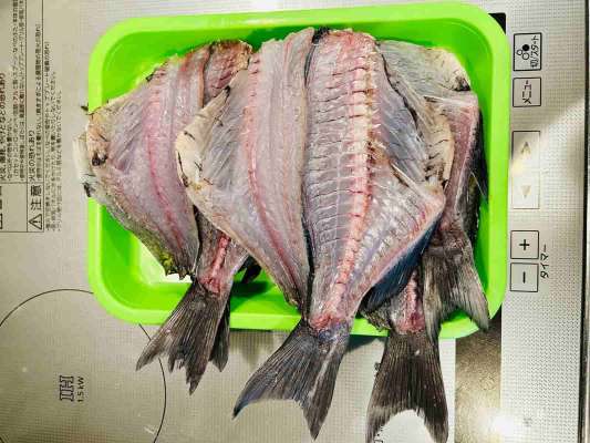 中型サイズは干物で美味しくいただいた ©釣りビジョン