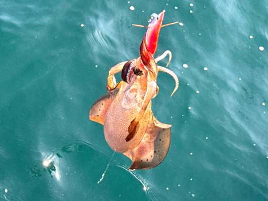 このサイズならそっと抜き上げられる。 ©釣りビジョン