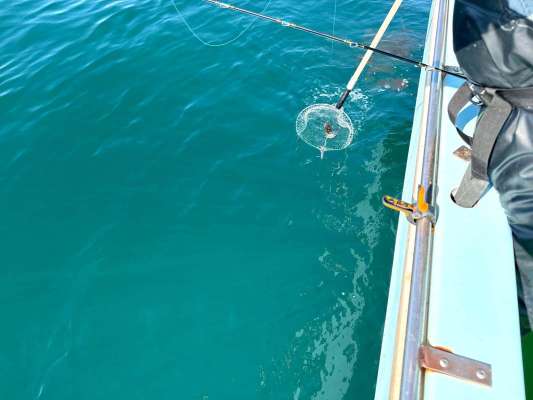 タモを添えてアシストして貰いつつ、静かに抜き上げる。 ©釣りビジョン