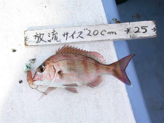 ゲージがあるのでリリーズサイズを簡単に測れる。 ©釣りビジョン