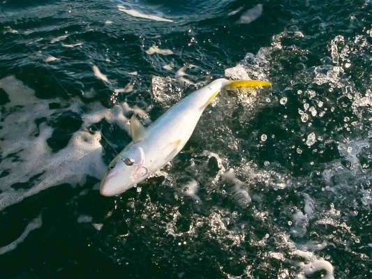 イナダが浮上。 ©釣りビジョン