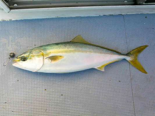 太い体型、この時期しゃぶしゃぶに最高だ。 ©釣りビジョン