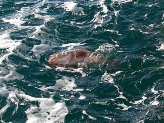 いいサイズのマハタだ。 ©釣りビジョン