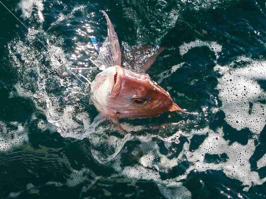 次々にマダイが上がる。 ©釣りビジョン