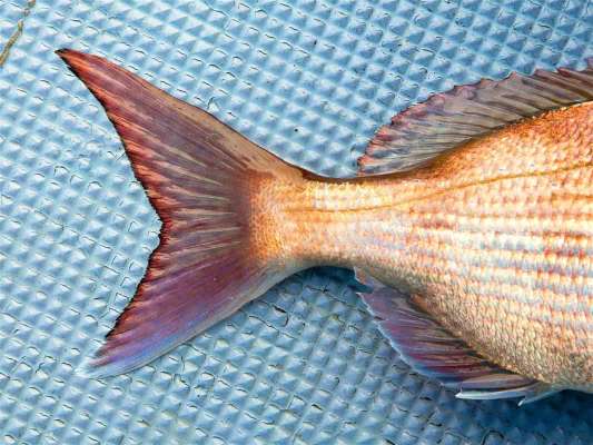 尾鰭の黒い縁がマダイの証。 ©釣りビジョン