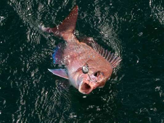 良型は無理せずネットを使おう。 ©釣りビジョン