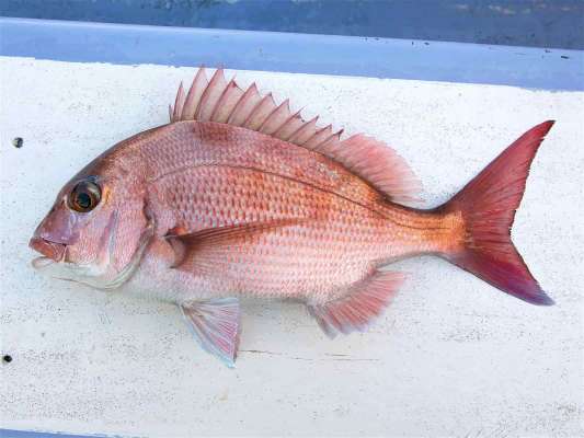 この時期ならではの「濃いピンク」のマダイ。 ©釣りビジョン