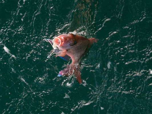 いい型だ。 ©釣りビジョン