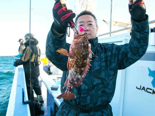 良型のウッカリカサゴも美味しい魚だ。 ©釣りビジョン
