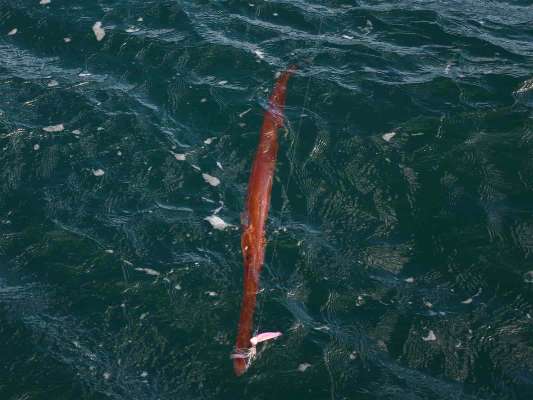 自分にヒットしたのは何と。 ©釣りビジョン