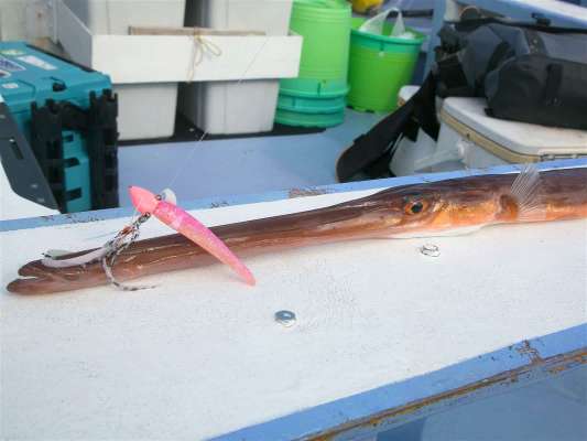 喰うのが上手なのか？ 皆さん興味深々。  ©釣りビジョン