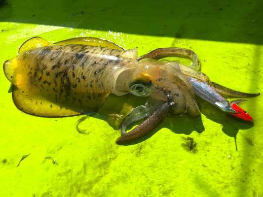 【ティップランナー3号】での釣果。「マジカルケイムラ/クリア」カラー。この日はこのカラーがハマりました。 ©釣りビジョン