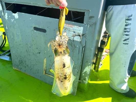 【ティップランナー響3.5号】での釣果。カラーは「アジ/ゴールド」です。 ©釣りビジョン