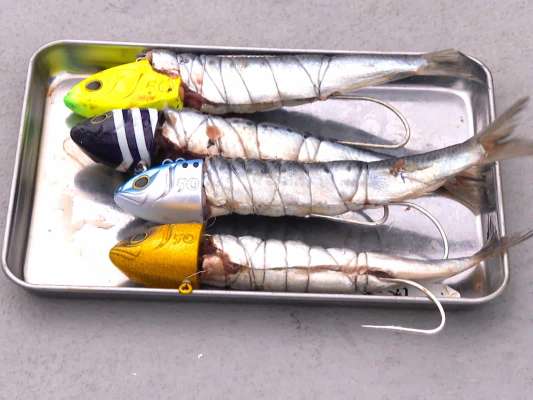 エサは冷凍マイワシ。©釣りビジョン