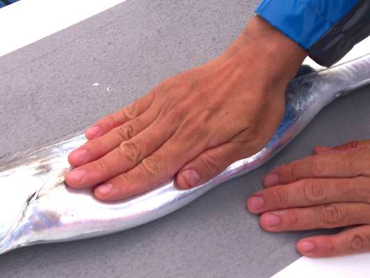 朝イチの2投目で指5本。©釣りビジョン